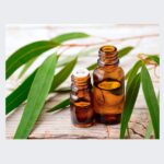 Eucalyptus Oil - Brihatri