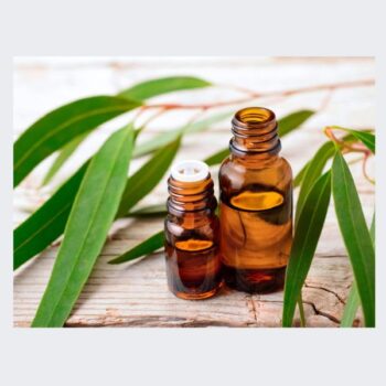 Eucalyptus Oil