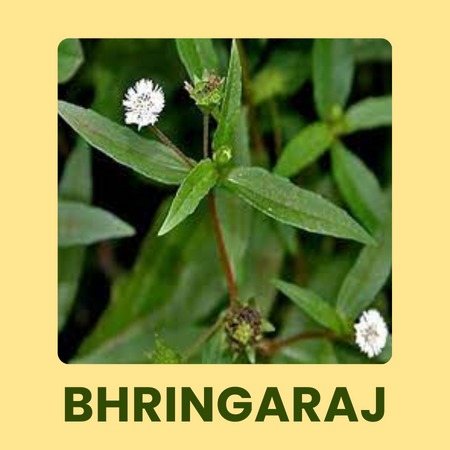 Bhringraj