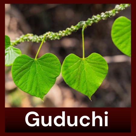 Guduchi